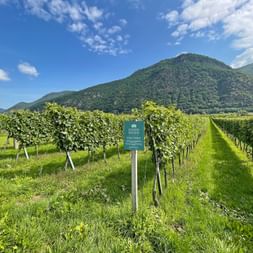 Rows of grapevines in a vineyard with green grass between rows. Mountains covered with forest are visible in the background under blue sky.
