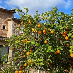 Orange tree laden with ripe fruit in front of a traditional stone house in Mallorca under a blue sky with white clouds.