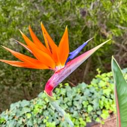 Strelizia in Madeira