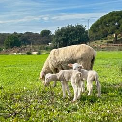 Sheep grazing in Portugal