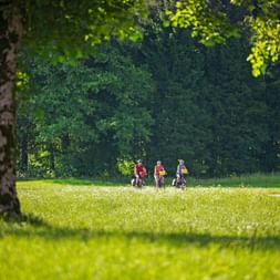 Three cyclists riding through a sunny meadow in Fontainebleau forest. Dense green trees frame the scene with a birch tree in the foreground.