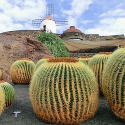 cactuses