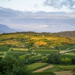Terrassierte Weinberge im Vipava-Tal, Slowenien, mit grünen Hügeln, einer kurvenreichen Straße und Bergen im Hintergrund unter bewölktem Himmel.