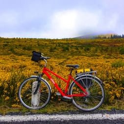 Bike with yellow field in the background