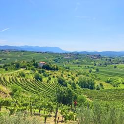 Rolling green vineyards in Collio, Friuli, with rows of grapevines in foreground and distant mountains under blue sky.
