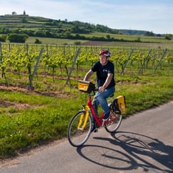 Cycle path through the grapevines