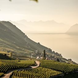 Panorama Lavaux
