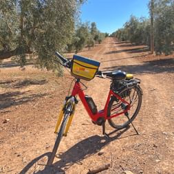 Bike on a dusty road in the middle of olive groves
