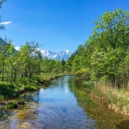 Clear stream Loisach flowing through green meadows with lush trees. Snow-capped mountains visible in the distance under blue sky.