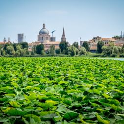 Weitläufiger Seerosenteich im Vordergrund mit Mantuas historischer Skyline dahinter, mit markanter Kuppel und Kirchtürmen unter klarem Himmel.