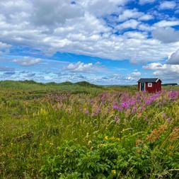 Rotes Holzhaus in einer bunten schwedischen Wiese mit lila Wildblumen und hohem Gras unter dramatischem Wolkenhimmel am Sydkustleden.