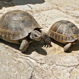 Turtles