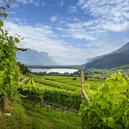 Weinanbaugebiete rund um Kalterer See
