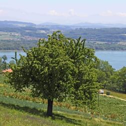 View of Lake Murten