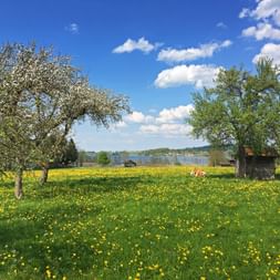 Green meadow with yellow dandelions, flowering trees, and Starnberger See lake in background under blue sky with white clouds.
