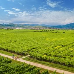 Two cyclists on a dirt path through expansive green vineyards in Monforte d'Alpone, Veneto. Rolling hills and mountains under blue sky.