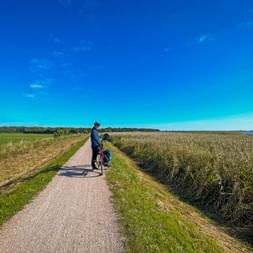 Cyclist riding on paved path through reed marshland on Fischland-Darss peninsula under bright blue sky with scattered clouds.