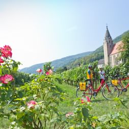 Weinreben in der Wachau
