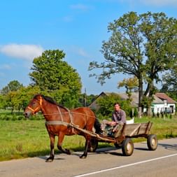 Horse-drawn carriage on cycle path