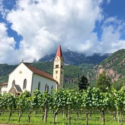Weinreben
