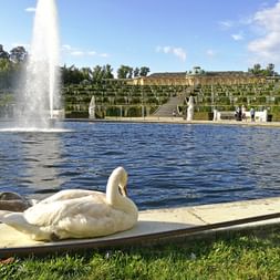 Sleeping Swan at the Fountain of Sanssouci Palace