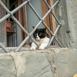 Katze schläft auf Fensterbank