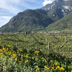 Impressions of the South Tyrolean Vineyards