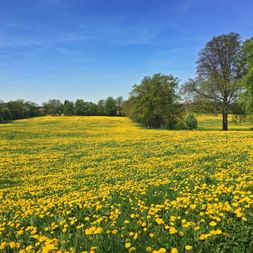 Blumenwiese mit Loewenzahn
