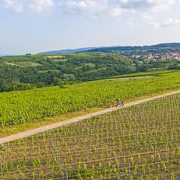 Radfahrer auf einem gewundenen Weg durch grüne Weinberge bei Leistadt. Hügelige Landschaft und ein Dorf mit Kirchtürmen in der Ferne.