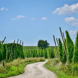 Gravel path winding through tall hop plants growing on wire supports in Franconia. Blue sky with white clouds above green agricultural landscape.