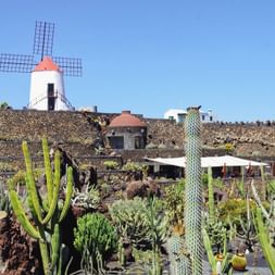 Windmill