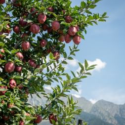 Apple tree with ripe red apples and green leaves in South Tyrol. Mountains visible in the background under a blue sky with white clouds.