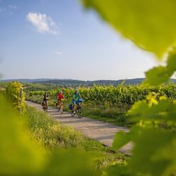 Three cyclists on the cycle path through the vineyards of the Moselle