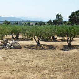 olive tree