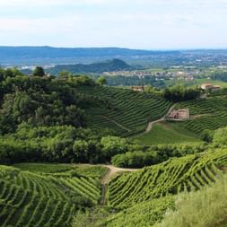 Weinberge Treviso