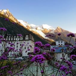 Lila Blumen im Vordergrund mit der Stadt Chamonix und der schneebedeckten Mont-Blanc-Bergkette im Hintergrund unter blauem Himmel.