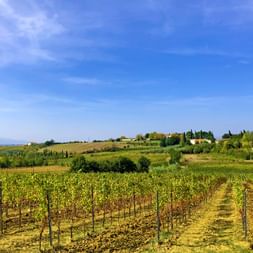 Vineyards near Vinci