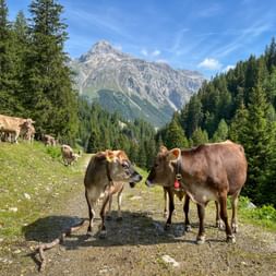 Braune Kühe grasen auf einem Bergweg in den Schweizer Alpen bei Splügen. Felsige Gipfel und dichte Wälder unter blauem Himmel.