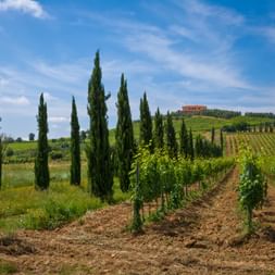 Vineyard rows with tall cypress trees in Tuscany. A villa sits on a hilltop surrounded by vineyards under a blue sky with white clouds.