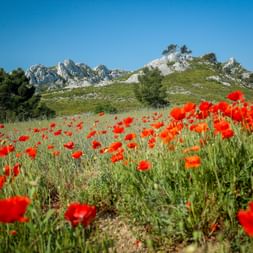Field of vibrant red poppies in Provence-Camargue with white rocky Alpilles mountains and green trees under clear blue sky.