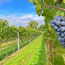 Grapes on the vine