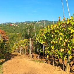Vineyards near Vinci