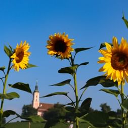 Drei Sonnenblumen mit Kloster Birnau im Hintergrund