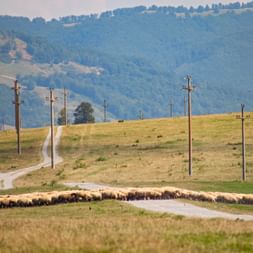 Eine Schafherde überquert die Landstrasse