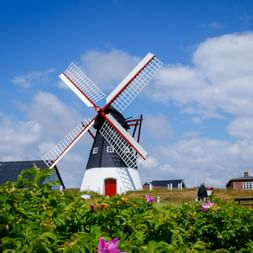Weiße und schwarze Windmühle mit roter Tür und Flügeln auf Rømø. Rosa Blumen blühen im Vordergrund, Häuser im Hintergrund unter blauem Himmel.