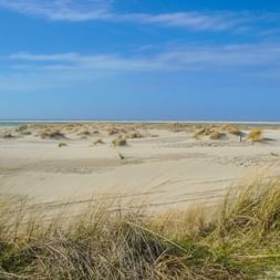 Breiter Sandstrand mit Dünengras im Vordergrund und verstreuten Dünen unter blauem Himmel auf der Insel Borkum in Ostfriesland.