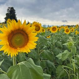 Sunflower field near Vendoglio