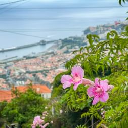 Pink trumpet vine in Monte