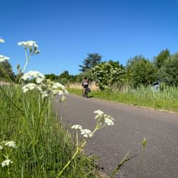 Radfahrer auf asphaltiertem Weg, gesäumt von weißen Wildblumen und hohem Gras unter blauem Himmel. Bäume und blühende Sträucher im Hintergrund.