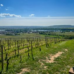 Weinreben auf grünem Hang mit Blick auf das Rheintal mit Stadt und Fluss in der Ferne unter blauem Himmel mit weißen Wolken.